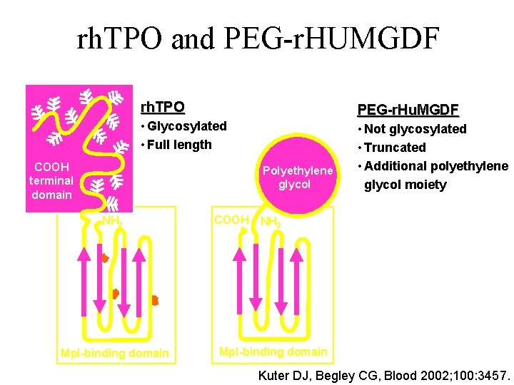 rh. TPO and PEG-r. HUMGDF rh. TPO PEG-r. Hu. MGDF • Glycosylated • Full