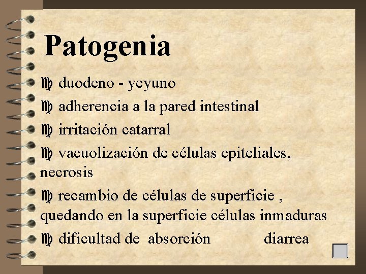 Patogenia c duodeno - yeyuno c adherencia a la pared intestinal c irritación catarral