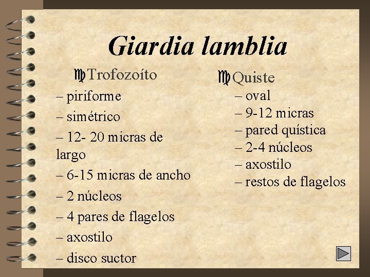 Giardia lamblia c. Trofozoíto – piriforme – simétrico – 12 - 20 micras de