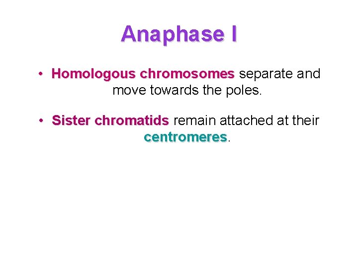 Anaphase I • Homologous chromosomes separate and move towards the poles. • Sister chromatids