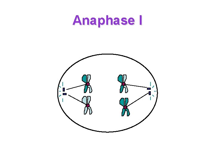 Anaphase I 
