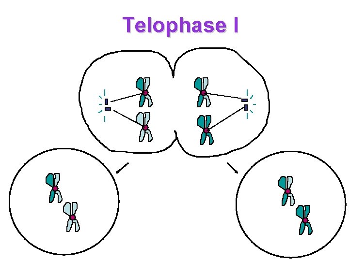 Telophase I 