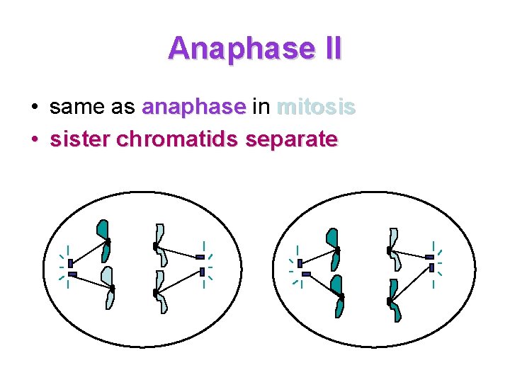 Anaphase II • same as anaphase in mitosis • sister chromatids separate 