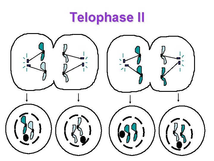 Telophase II 