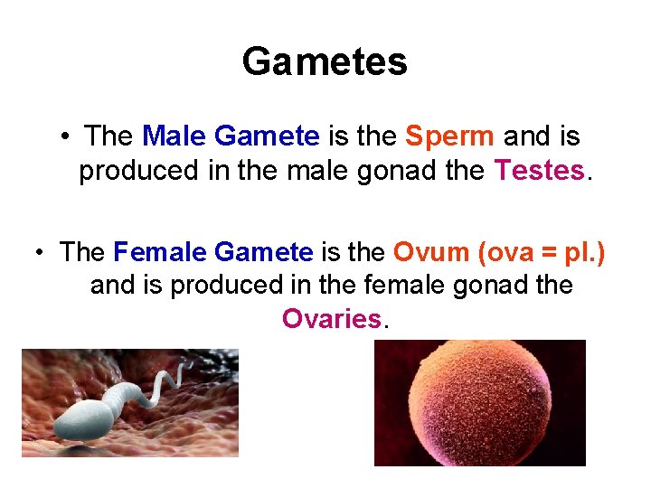 Gametes • The Male Gamete is the Sperm and is produced in the male