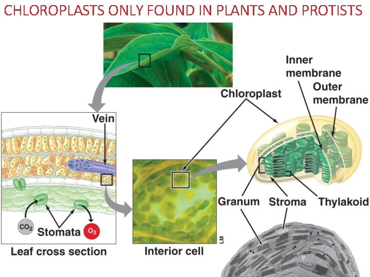 CHLOROPLASTS ONLY FOUND IN PLANTS AND PROTISTS 
