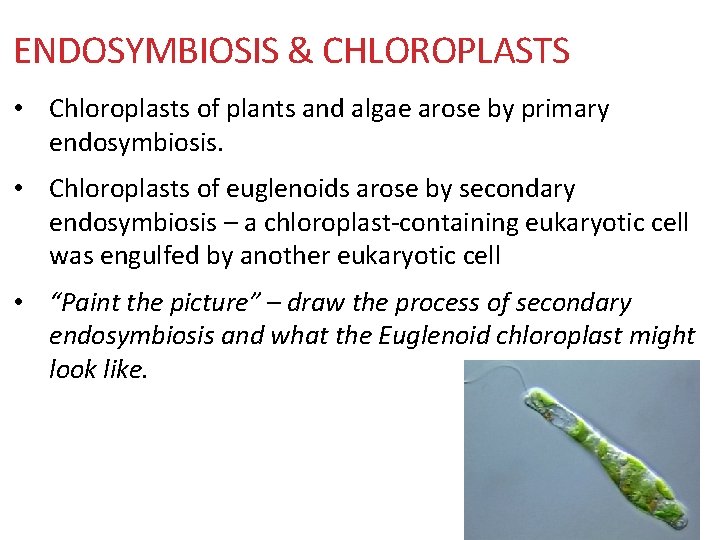 ENDOSYMBIOSIS & CHLOROPLASTS • Chloroplasts of plants and algae arose by primary endosymbiosis. •