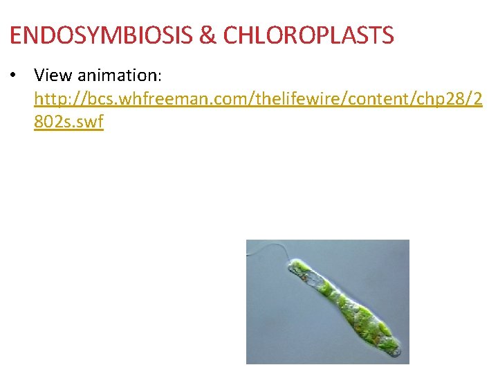 ENDOSYMBIOSIS & CHLOROPLASTS • View animation: http: //bcs. whfreeman. com/thelifewire/content/chp 28/2 802 s. swf