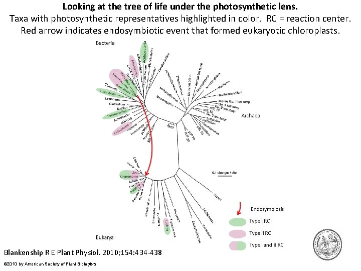 Looking at the tree of life under the photosynthetic lens. Taxa with photosynthetic representatives