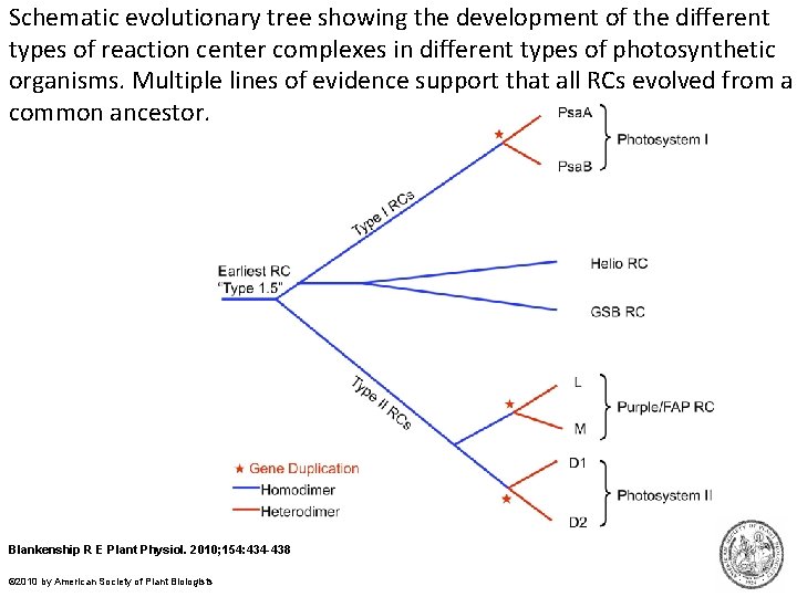 Schematic evolutionary tree showing the development of the different types of reaction center complexes