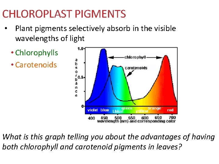 CHLOROPLAST PIGMENTS • Plant pigments selectively absorb in the visible wavelengths of light •