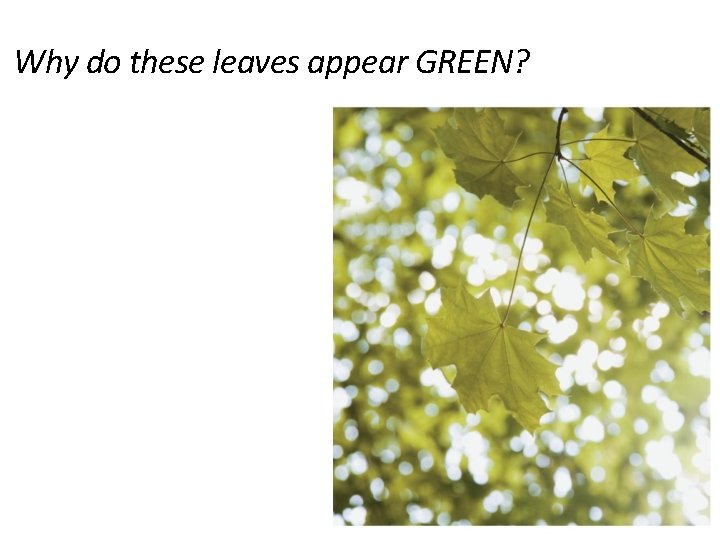 Why do these leaves appear GREEN? 