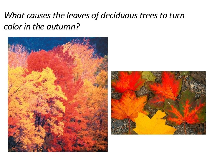 What causes the leaves of deciduous trees to turn color in the autumn? 
