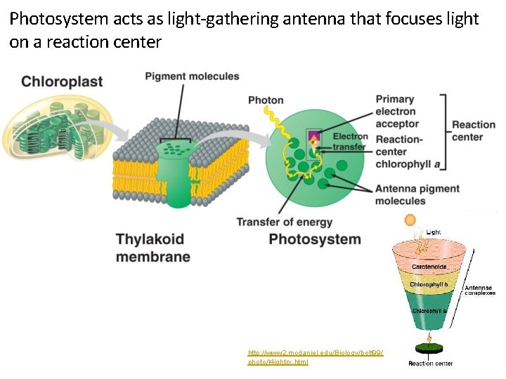Photosystem acts as light-gathering antenna that focuses light on a reaction center http: //www