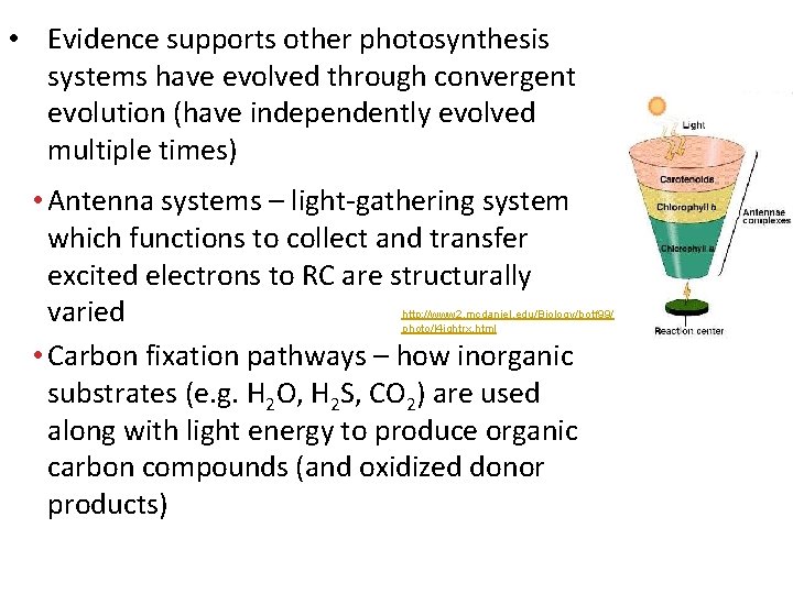  • Evidence supports other photosynthesis systems have evolved through convergent evolution (have independently