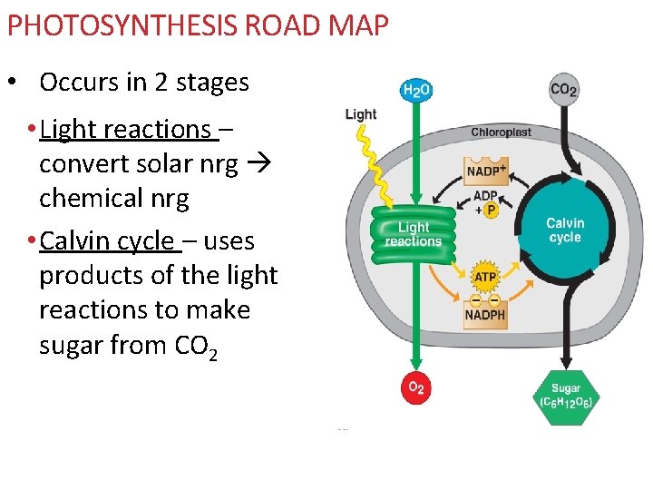 PHOTOSYNTHESIS ROAD MAP • Occurs in 2 stages • Light reactions – convert solar