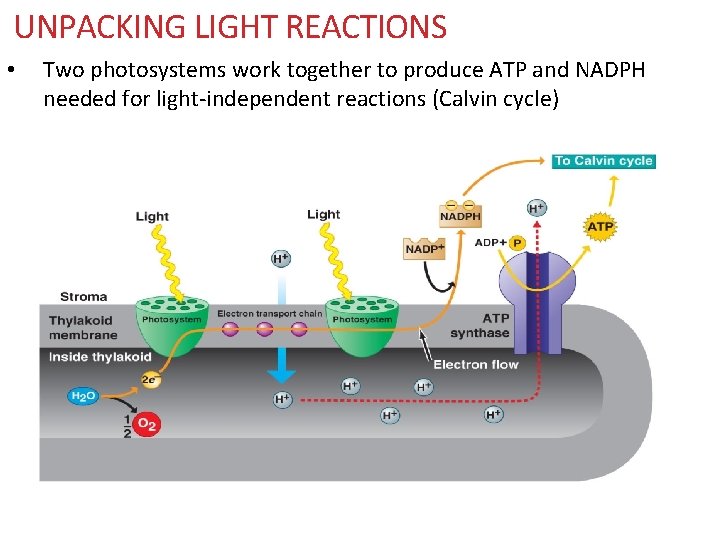 UNPACKING LIGHT REACTIONS • Two photosystems work together to produce ATP and NADPH needed