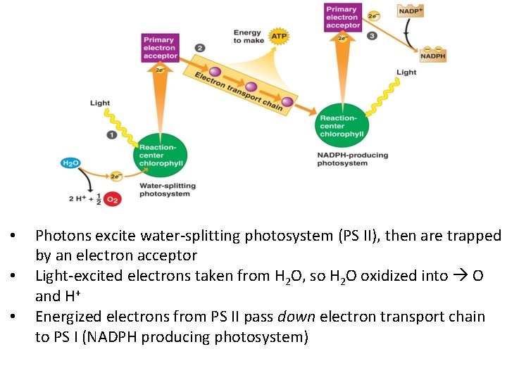  • • • Photons excite water-splitting photosystem (PS II), then are trapped by