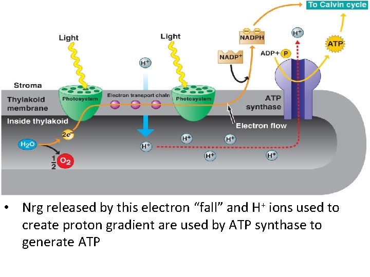  • Nrg released by this electron “fall” and H+ ions used to create