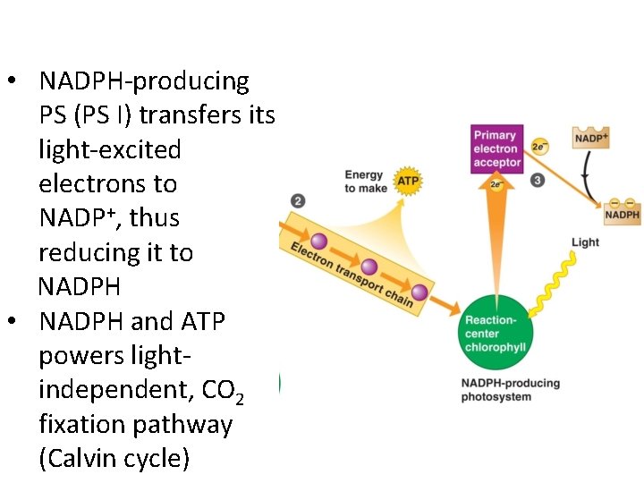  • NADPH-producing PS (PS I) transfers its light-excited electrons to NADP+, thus reducing