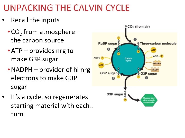 UNPACKING THE CALVIN CYCLE • Recall the inputs • CO 2 from atmosphere –