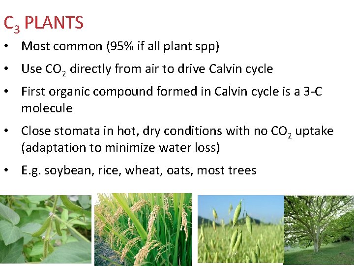 C 3 PLANTS • Most common (95% if all plant spp) • Use CO