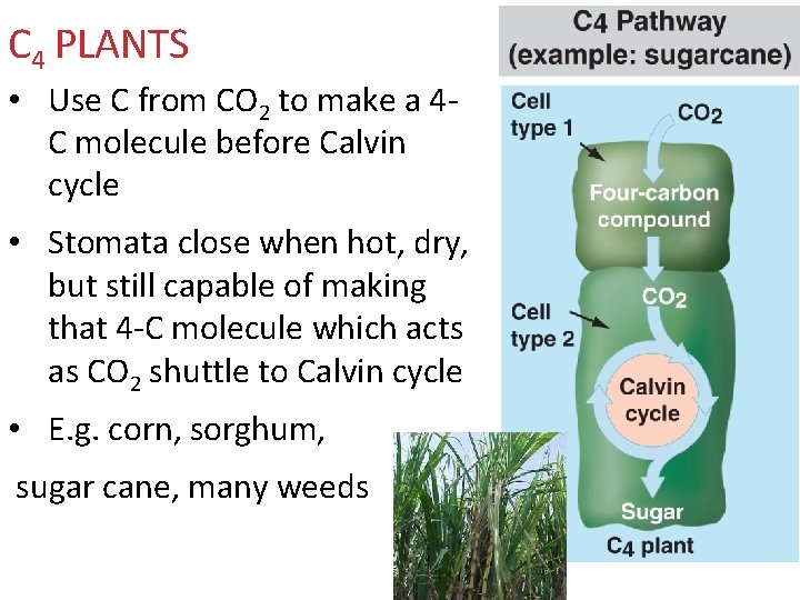 C 4 PLANTS • Use C from CO 2 to make a 4 C
