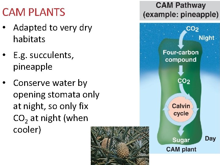 CAM PLANTS • Adapted to very dry habitats • E. g. succulents, pineapple •