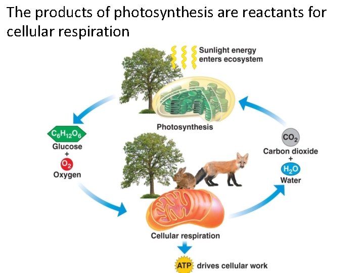 The products of photosynthesis are reactants for cellular respiration FIG. 6. 2: NRG FLOW