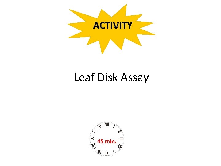 ACTIVITY Leaf Disk Assay 45 min. 