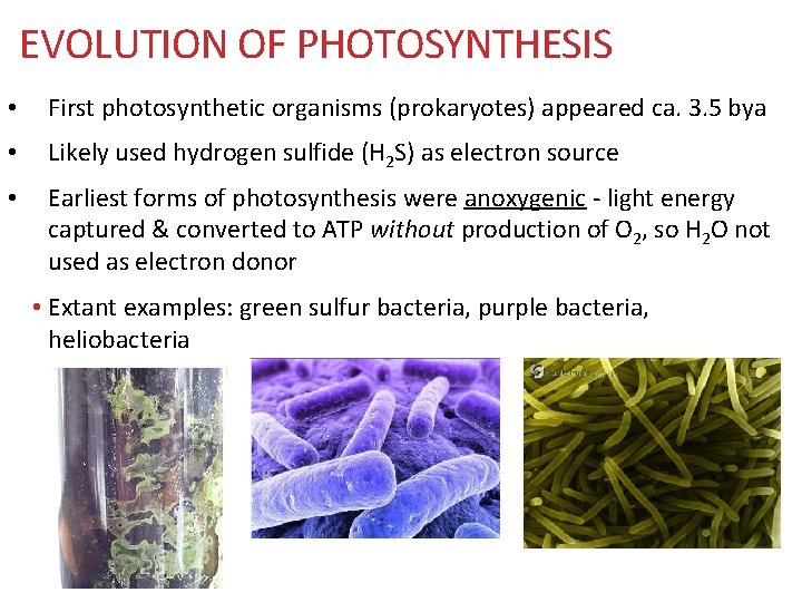 EVOLUTION OF PHOTOSYNTHESIS • First photosynthetic organisms (prokaryotes) appeared ca. 3. 5 bya •