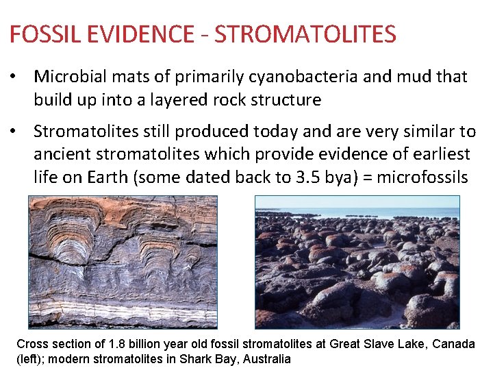 FOSSIL EVIDENCE - STROMATOLITES • Microbial mats of primarily cyanobacteria and mud that build