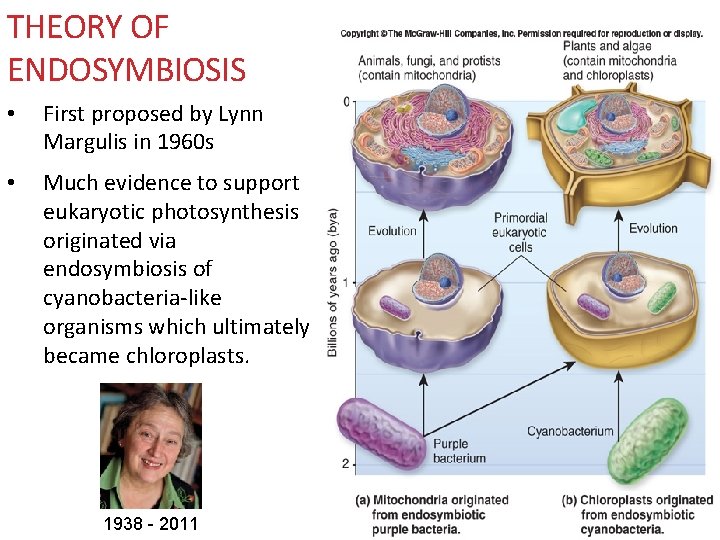THEORY OF ENDOSYMBIOSIS • First proposed by Lynn Margulis in 1960 s • Much