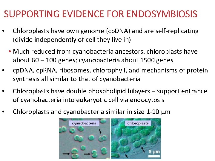 SUPPORTING EVIDENCE FOR ENDOSYMBIOSIS • Chloroplasts have own genome (cp. DNA) and are self-replicating