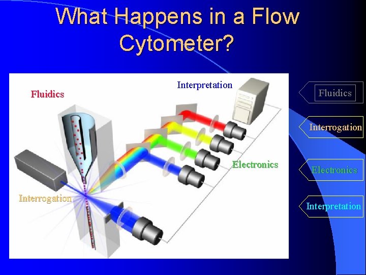 What Happens in a Flow Cytometer? Fluidics Interpretation Fluidics Interrogation Electronics Interpretation 