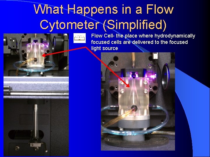 What Happens in a Flow Cytometer (Simplified) Flow Cell- the place where hydrodynamically focused
