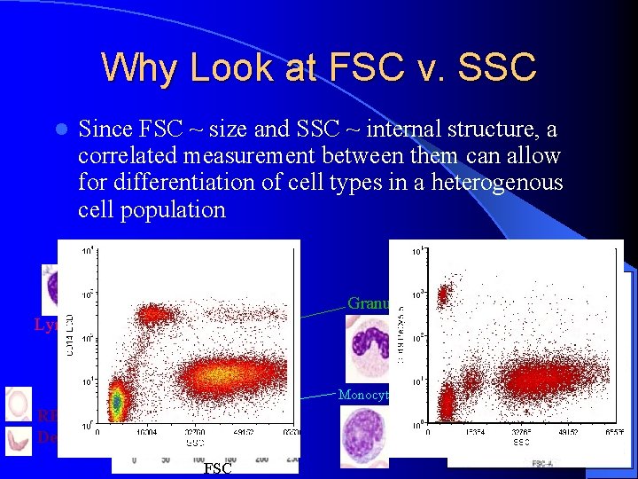 Why Look at FSC v. SSC l Since FSC ~ size and SSC ~