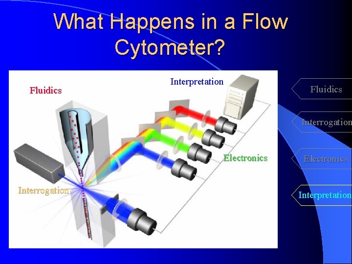 What Happens in a Flow Cytometer? Fluidics Interpretation Fluidics Interrogation Electronics Interpretation 