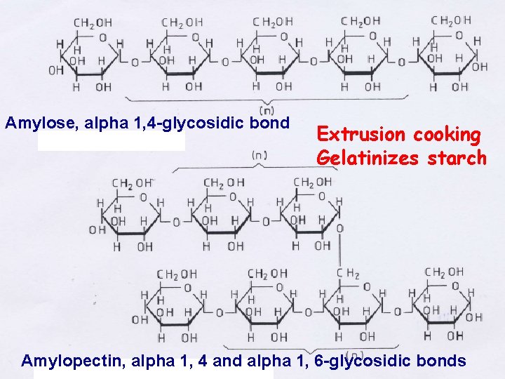 Amylose, alpha 1, 4 -glycosidic bond Extrusion cooking Gelatinizes starch Amylopectin, alpha 1, 4
