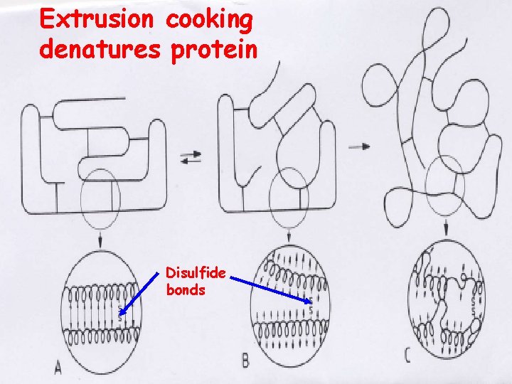 Extrusion cooking denatures protein Disulfide bonds 