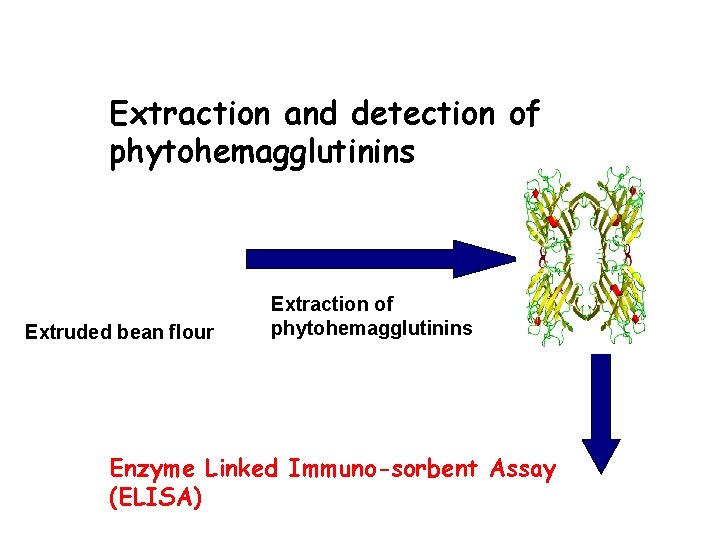 Extraction and detection of phytohemagglutinins Extruded bean flour Extraction of phytohemagglutinins Enzyme Linked Immuno-sorbent