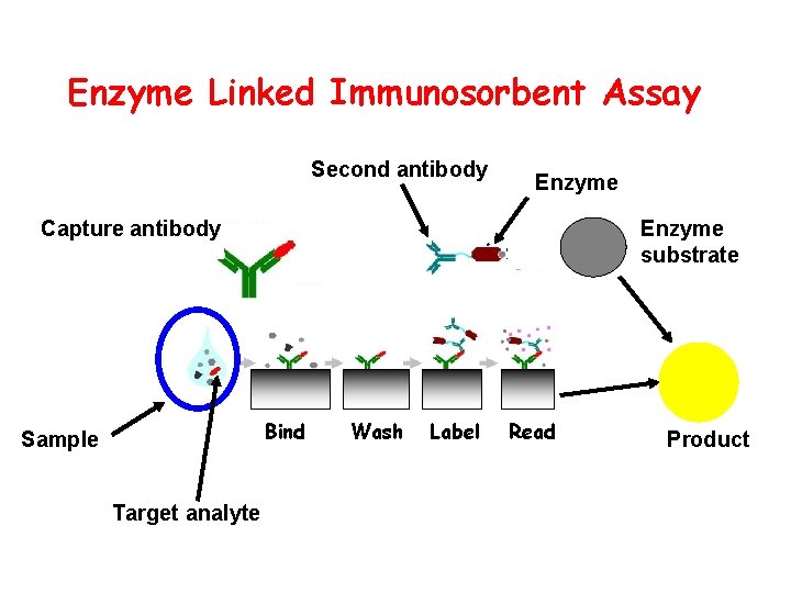 Enzyme Linked Immunosorbent Assay Second antibody Enzyme Capture antibody Enzyme substrate Bind Sample Target