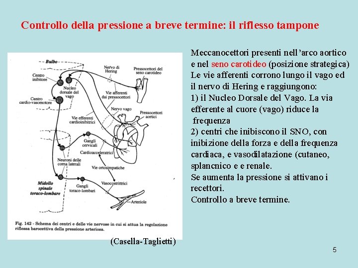 Controllo della pressione a breve termine: il riflesso tampone Meccanocettori presenti nell’arco aortico e