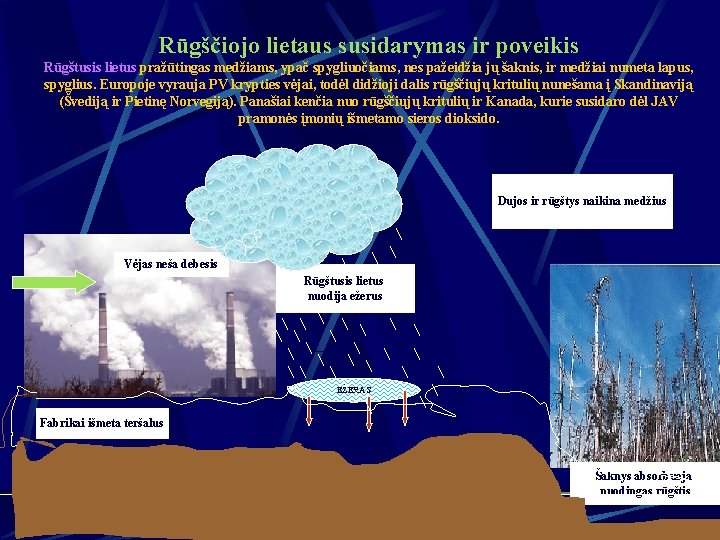 Rūgščiojo lietaus susidarymas ir poveikis Rūgštusis lietus pražūtingas medžiams, ypač spygliuočiams, nes pažeidžia jų