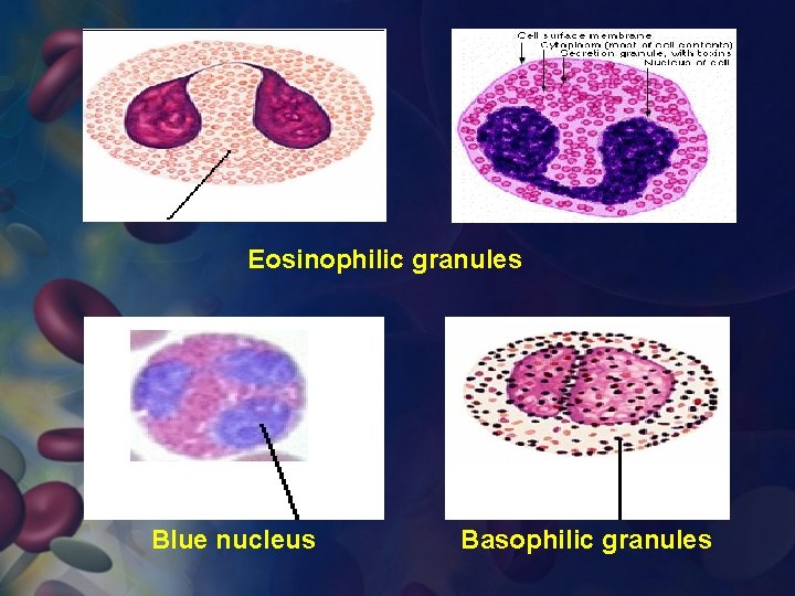 Eosinophilic granules Blue nucleus Basophilic granules 