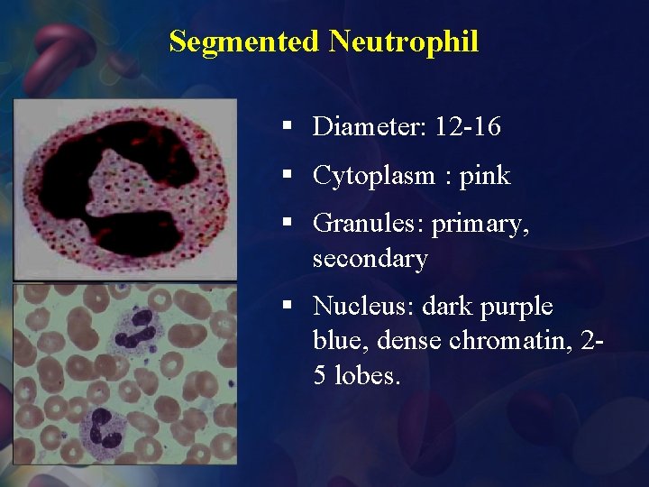 Segmented Neutrophil § Diameter: 12 -16 § Cytoplasm : pink § Granules: primary, secondary