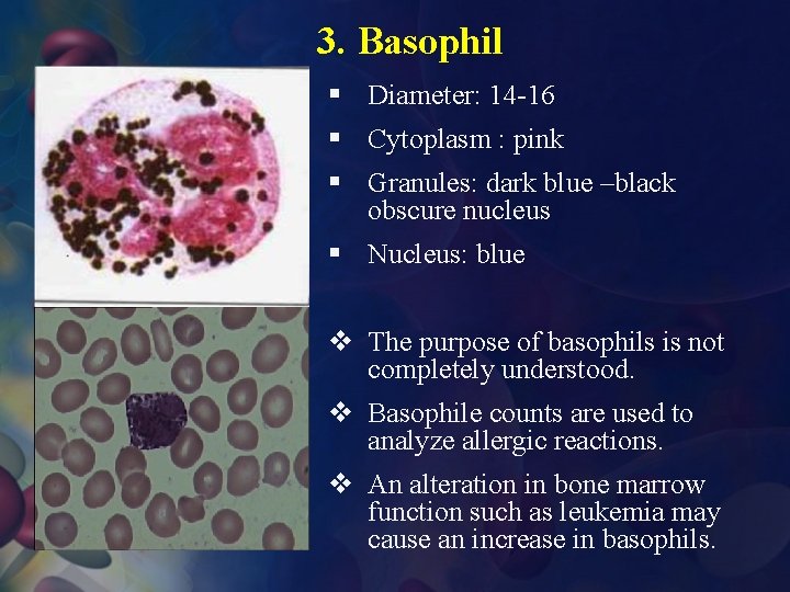 3. Basophil § § Diameter: 14 -16 Cytoplasm : pink § Granules: dark blue