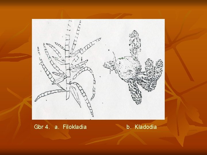 Gbr 4. a. Filokladia b. Kladodia 