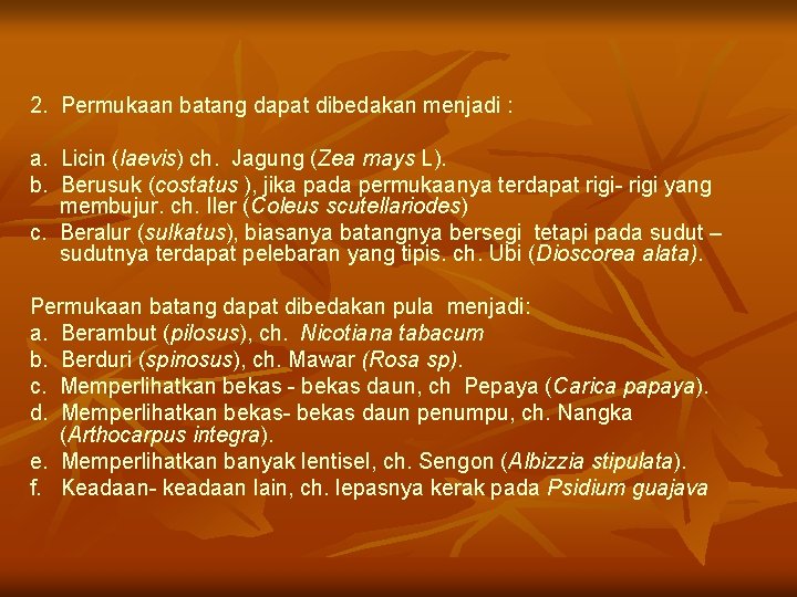 2. Permukaan batang dapat dibedakan menjadi : a. Licin (laevis) ch. Jagung (Zea mays