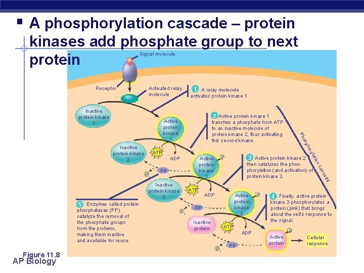 § A phosphorylation cascade – protein kinases add phosphate group to next protein Signal